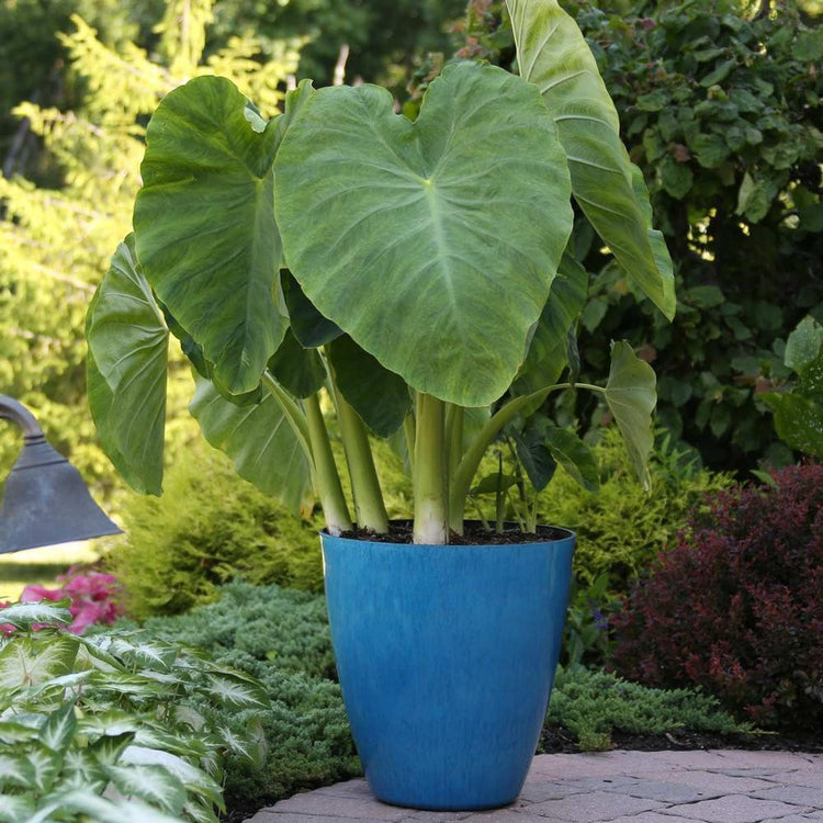 The tropical foliage plant Colocasia esculenta, displaying its enormous elephant ears in a patio container.