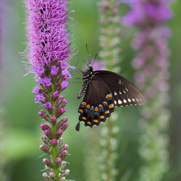 A butterfly feeding on the purple flowers of Liatris spicata, a North American native plant commonly known as Blazing Star.