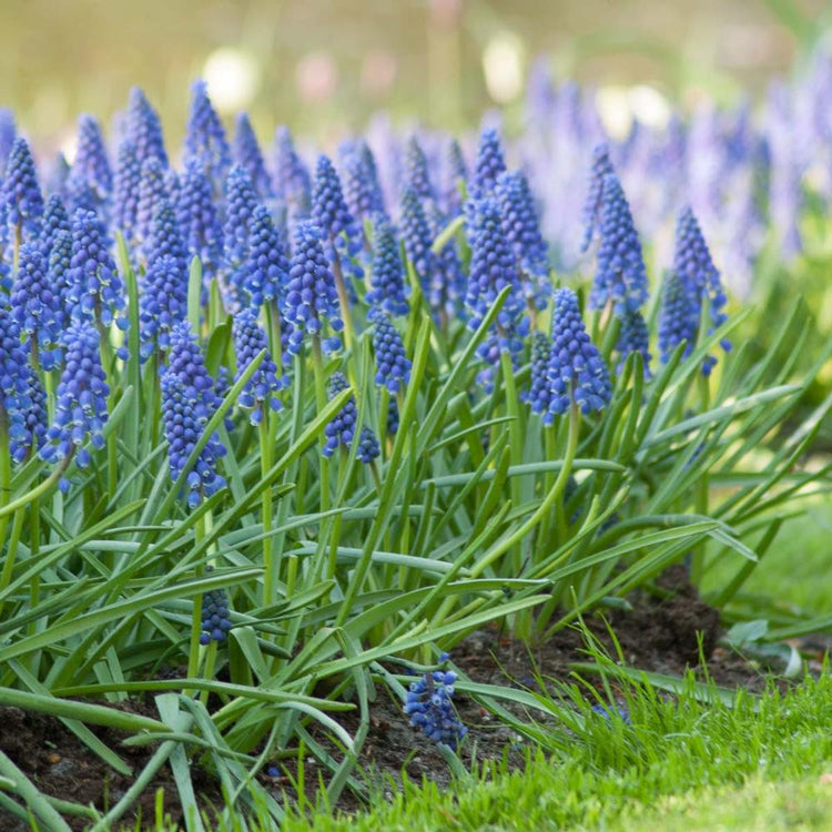 A large planting of muscari armeniacum, showing the brilliant blue flowers of this spring blooming bulb.