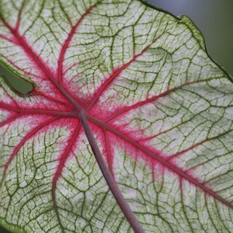 Close up of caladium White Queen, showing this foliage plant's decorative pale green leaves with hot pink veins.