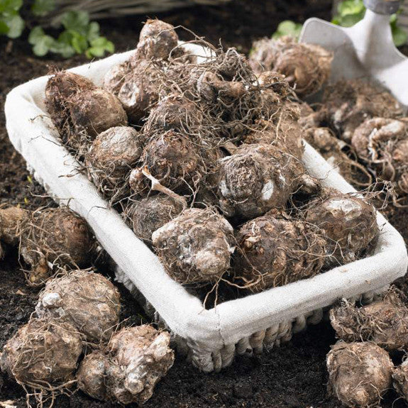 Dozens of healthy caladium bulbs ready for spring planting in a garden or shady landscape.