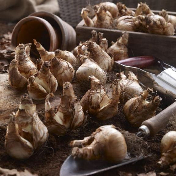 A dozen large daffodil bulbs ready for fall planting, scattered on a rustic wood potting bench with clay pots and a garden trowel nearby.