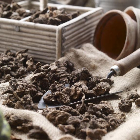Dozens of anemone corms on a potting bench covered with burlap fabric, ready for planting in a spring or fall garden.