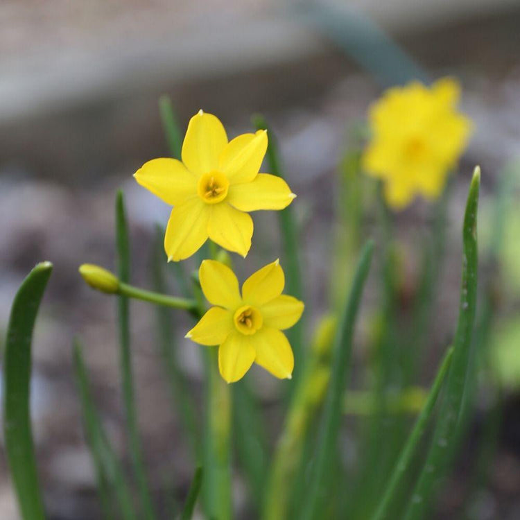 Close up of the bright yellow flowers of Cyclamineus daffodil Baby Boomer, showing the narrow, grass-like foliage and petite flowers.