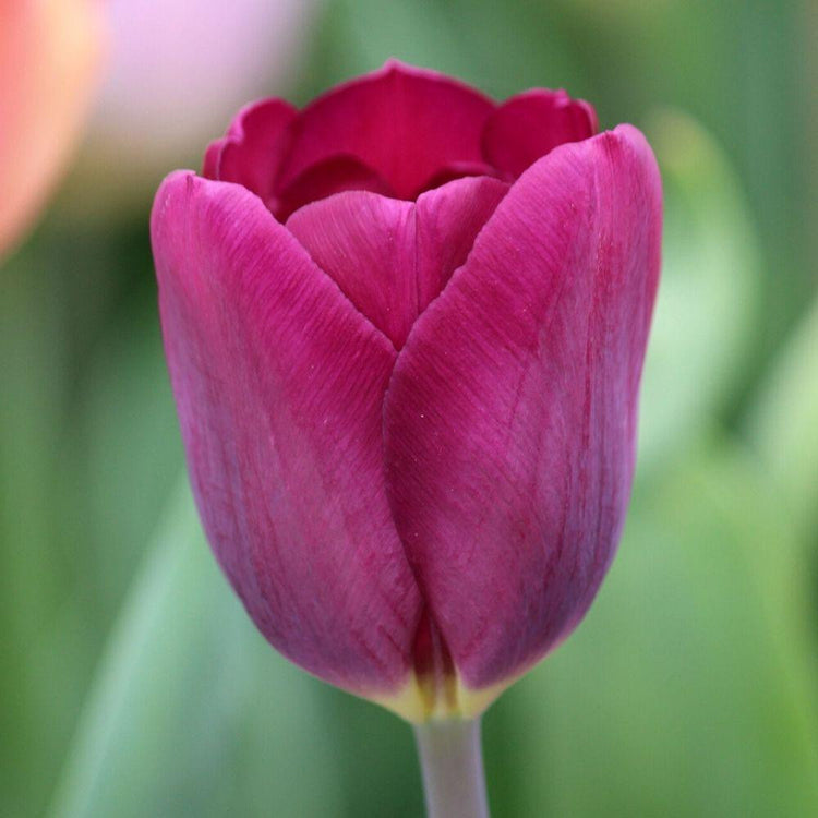 One richly colored tulip blossom featuring the burgundy and blue-violet flowers of Triumph tulip Purple Lady.