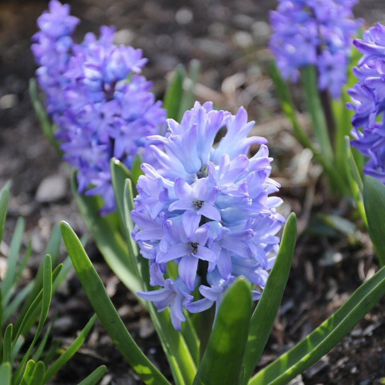 Hyacinth orientalis Shades of Blue blooming in an early spring garden, featuring flowers in hues of blue and purple.