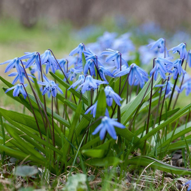 Clumps of scilla siberica, spring-blooming bulbs with cobalt blue flowers.