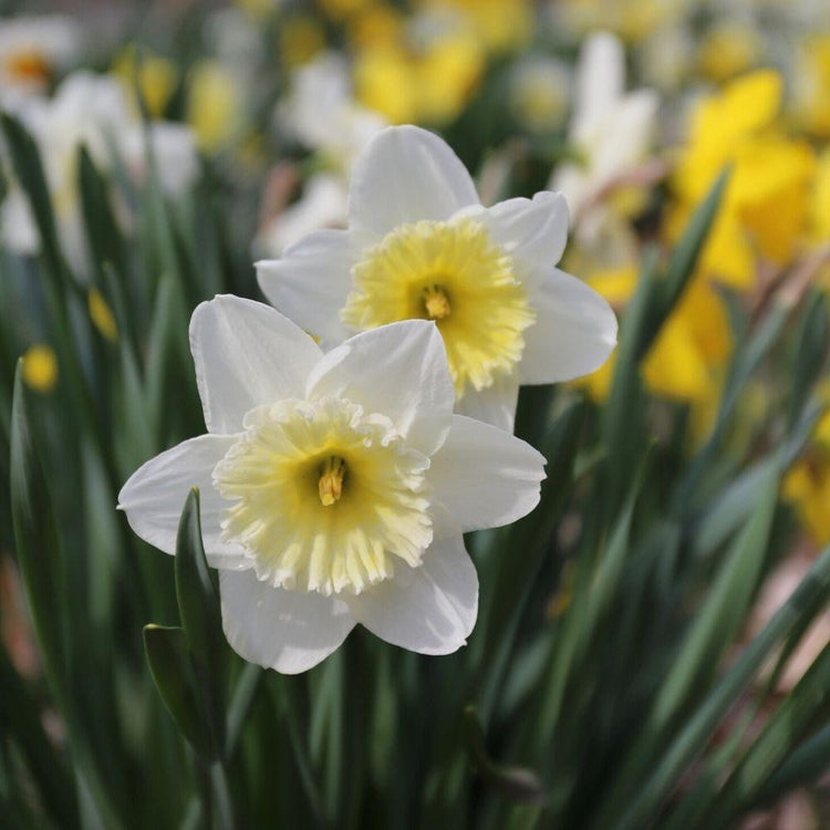 A naturalized planting of early blooming daffodil Ice Follies, focusing on two large blossoms with pure white petals surrounding broad, buttery yellow cups.