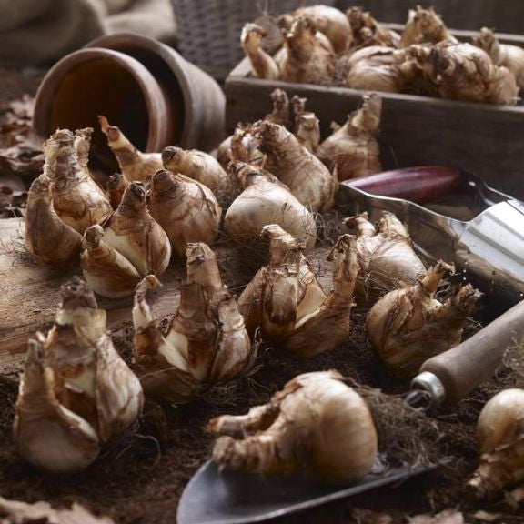 Two dozen large daffodil bulbs lying on a rustic wood tabletop with a garden trowel ready for fall planting.