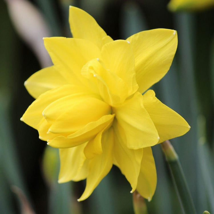 Side view of narcissus Golden Ducat, highlighting this double daffodil's many layers of bright yellow petals.