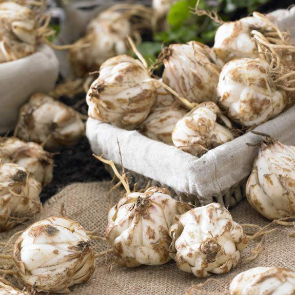 Dozens of lily bulbs ready for planting in a flower garden.