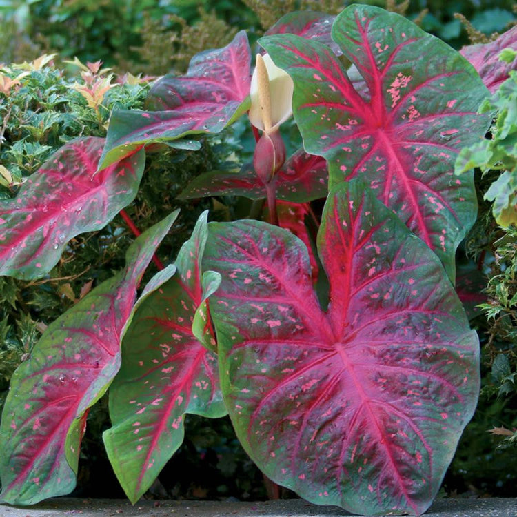 The foliage of sun-tolerant caladium Red Flash, highlighting the deep green leaves with red centers.