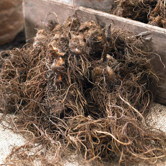 Astilbe Arendsii Country and Western