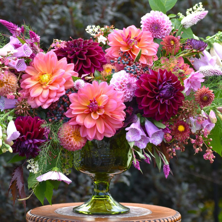Dahlia Decorative Diva