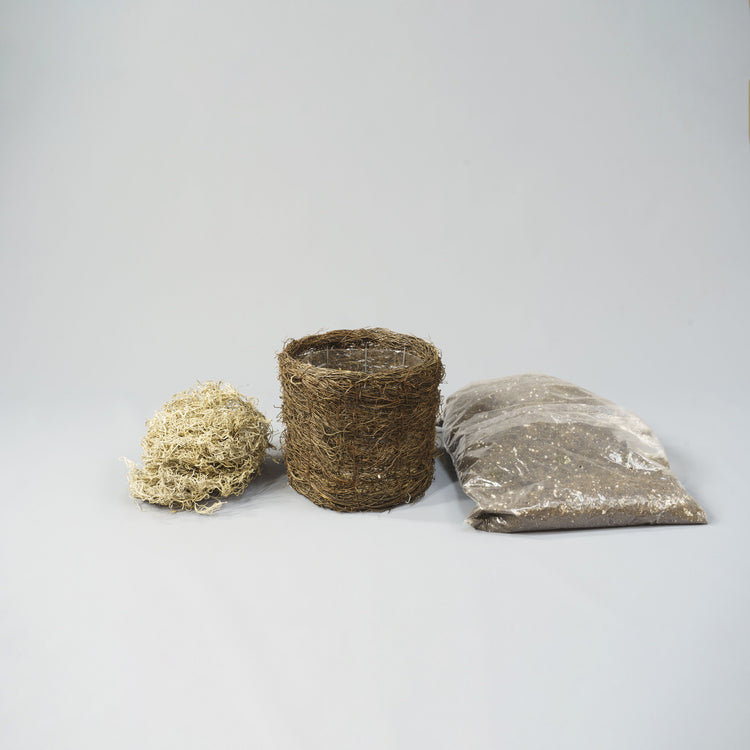 Amaryllis with Twig Style Pot Growing Kit