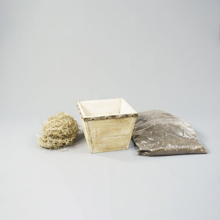 Amaryllis with Weathered Wood Pot Growing Kit