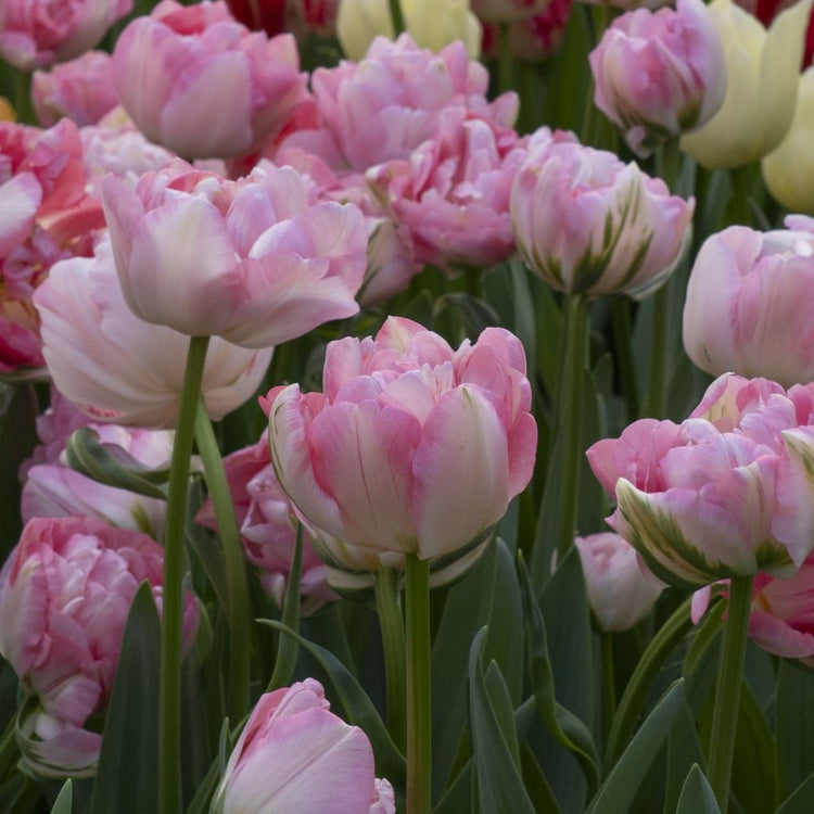 Longfield Gardens