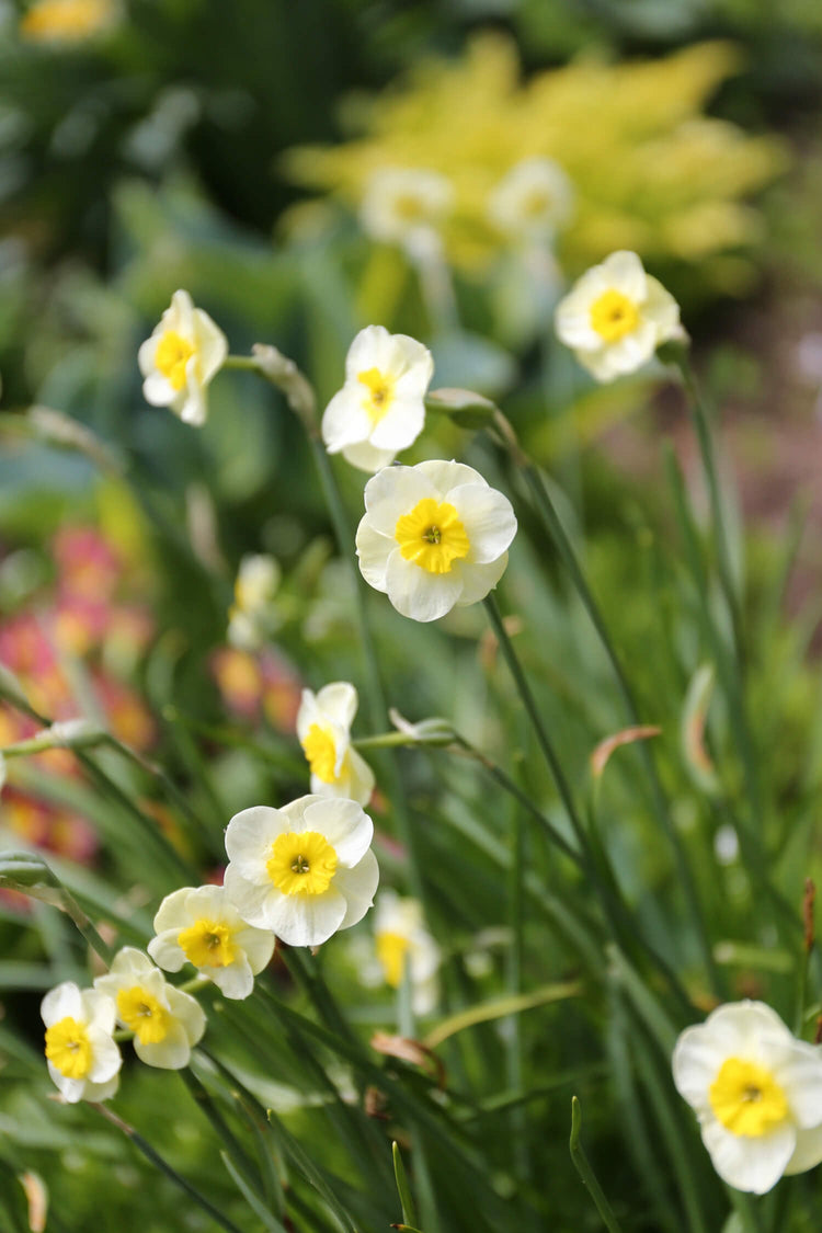 Daffodil-Sun-Disc-IMG_5439