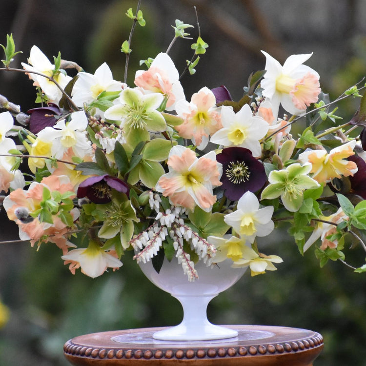 Daffodil Jonquilla Pueblo