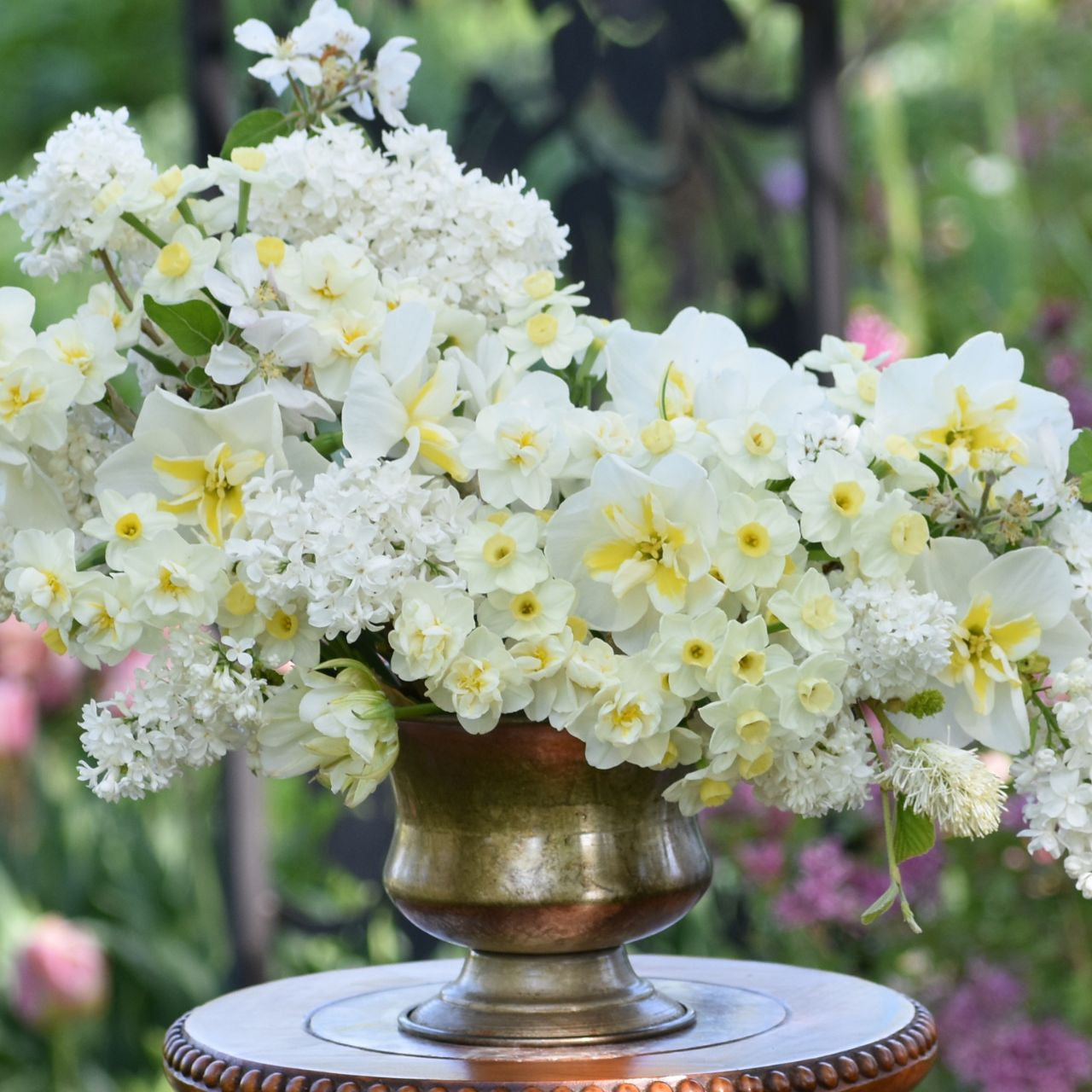 GetBetter New Fast Automatic Daffodils 蘭 Daffodil Tazetta Avalanche - 20 bulbs - Longfield Gardens