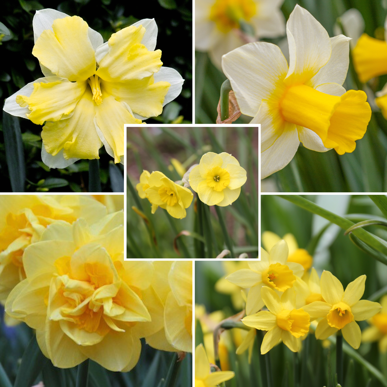 Daffodil Assorted Long-Blooming Yellow Collection - 80 bulbs -Longfield ...