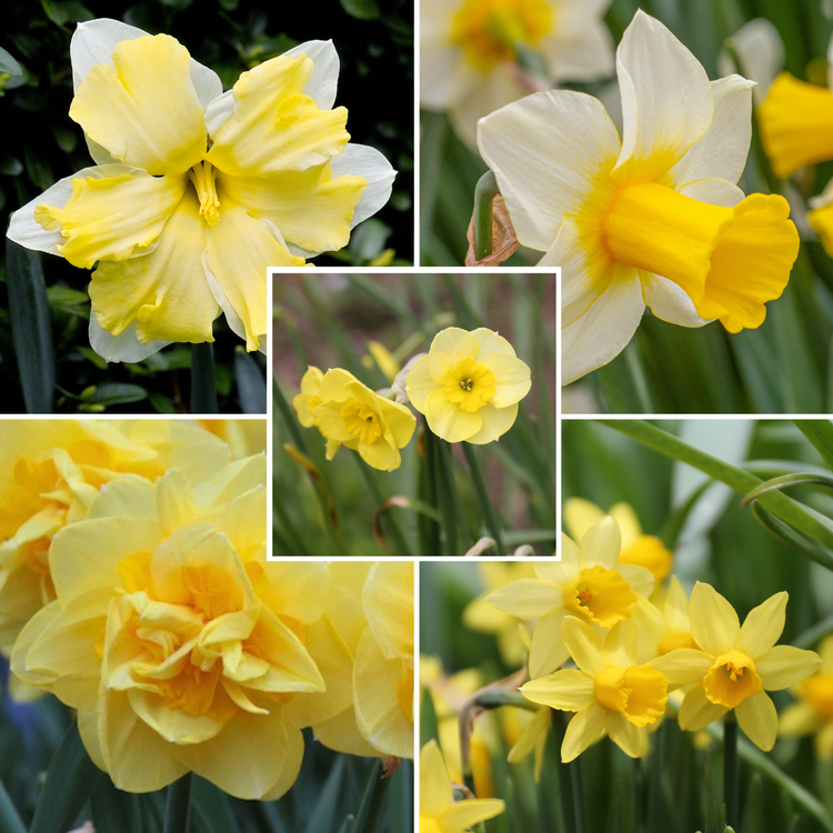 Daffodil Assorted Long-Blooming Yellow Collection