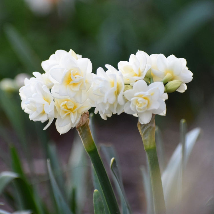 Daffodil Double Erlicheer