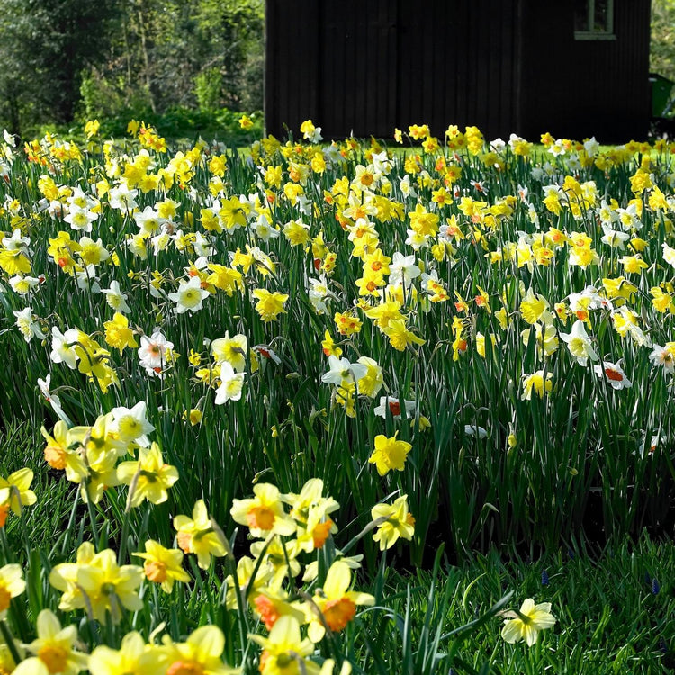 Daffodil Mix Long Lasting Mix - Bulk Offer