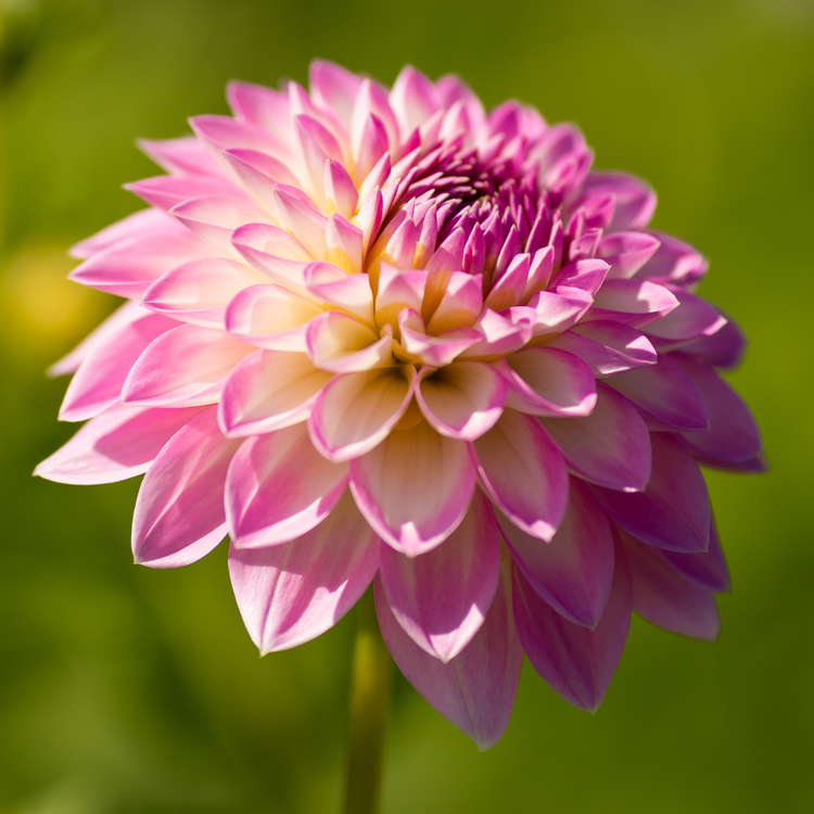 Dahlia Decorative Arbatax