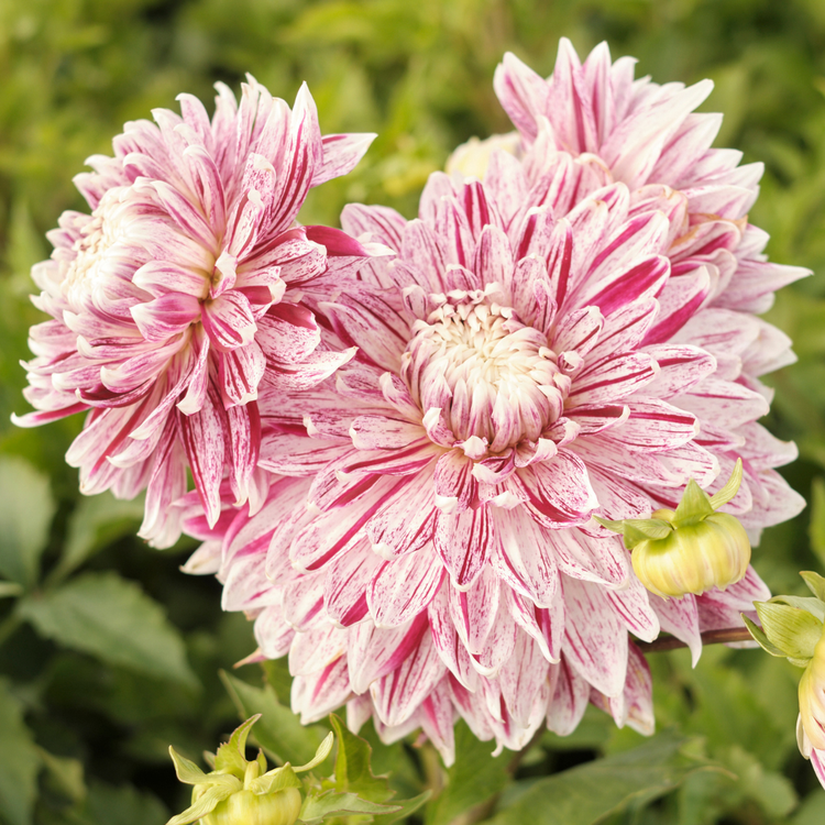 Dahlia Dinnerplate Avignon