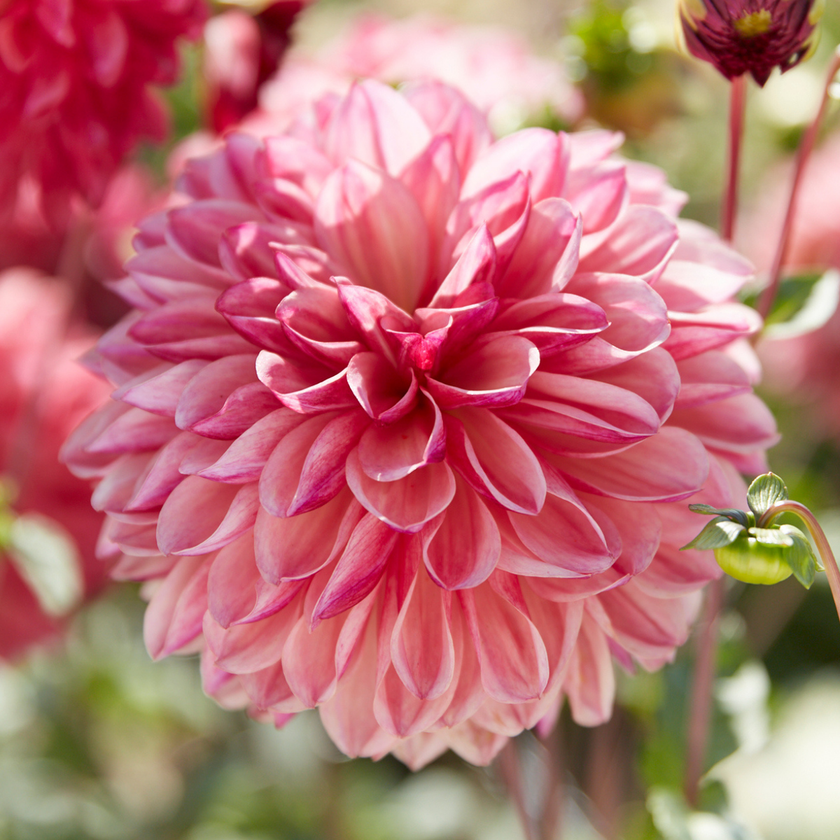 Dahlia Decorative Bacardi - 2 tuber clumps - Longfield Gardens