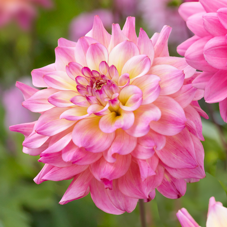 Dahlia Decorative Bahama Mama