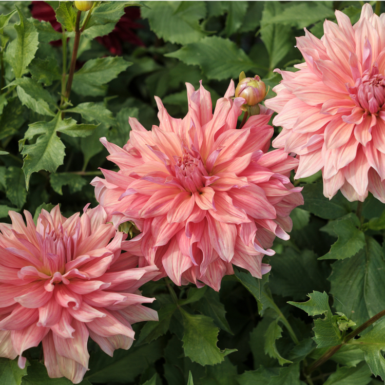 Dahlia Dinnerplate Belle of Barmera