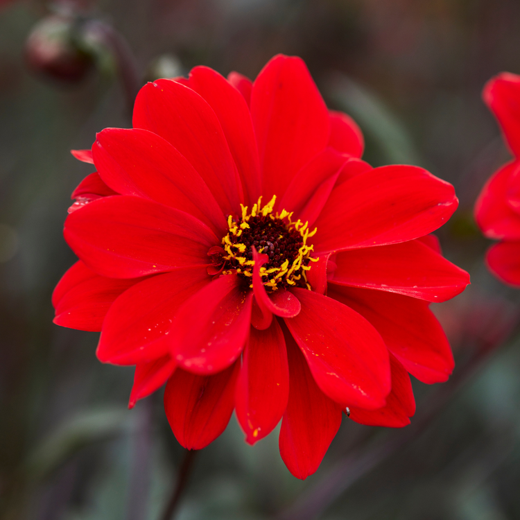 Dahlia Peony-Flowered Bishop of Llandaff