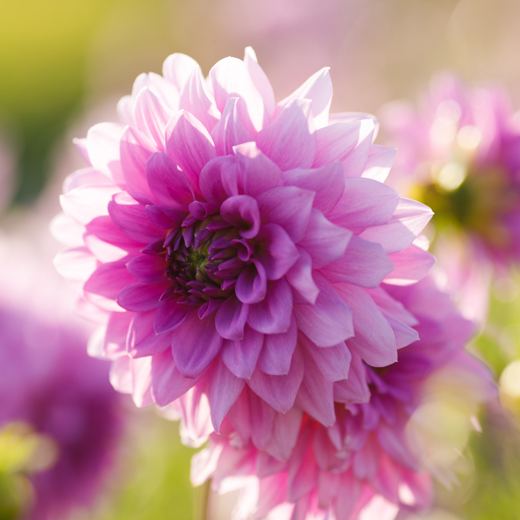 Dahlia Decorative Blue Boy