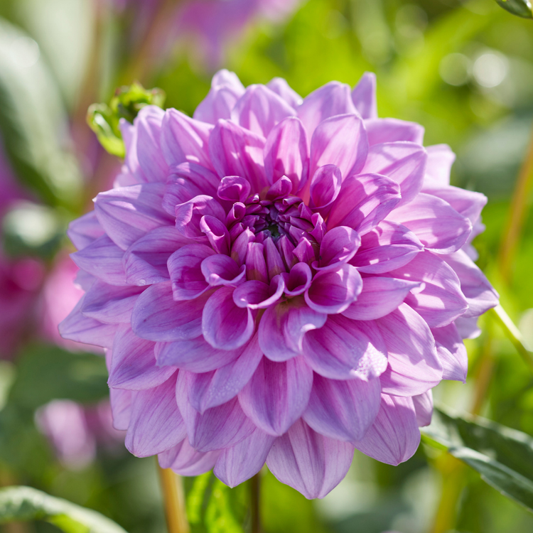 Dahlia Decorative Blue Boy