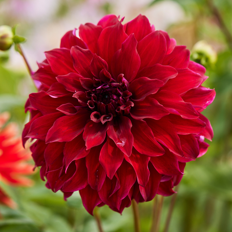 Dahlia Dinnerplate Bohemian Spartacus