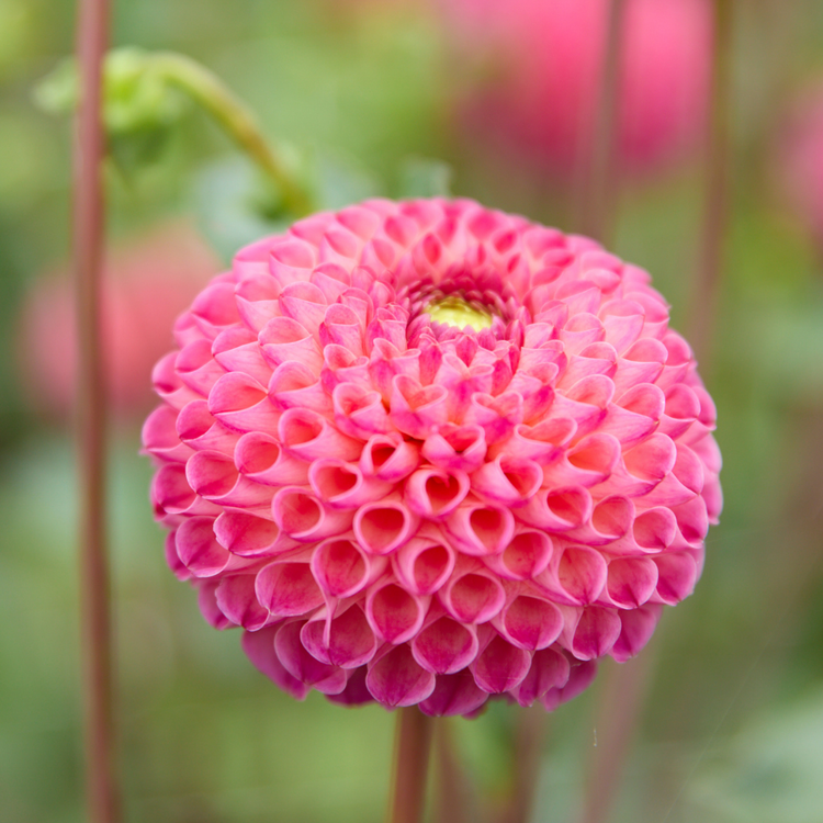 Dahlia PomPon Burlesca