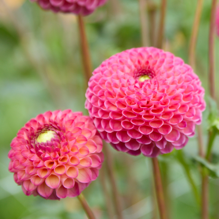 Dahlia PomPon Burlesca