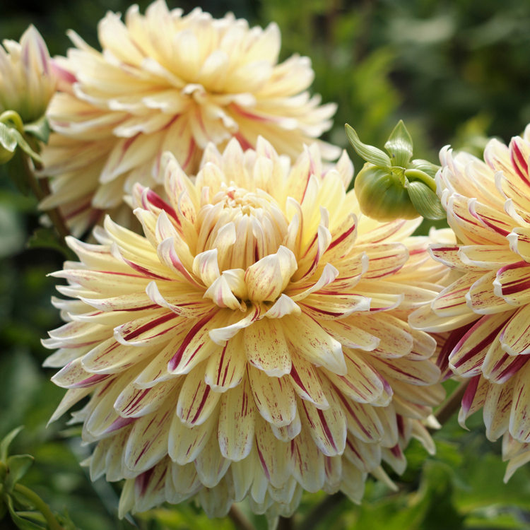 Dahlia Dinnerplate Cambridge