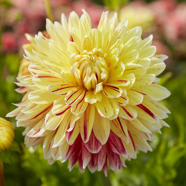 Dahlia Dinnerplate Cambridge