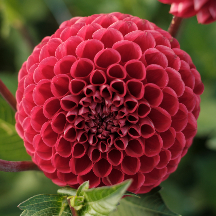 Dahlia Ball Cornel