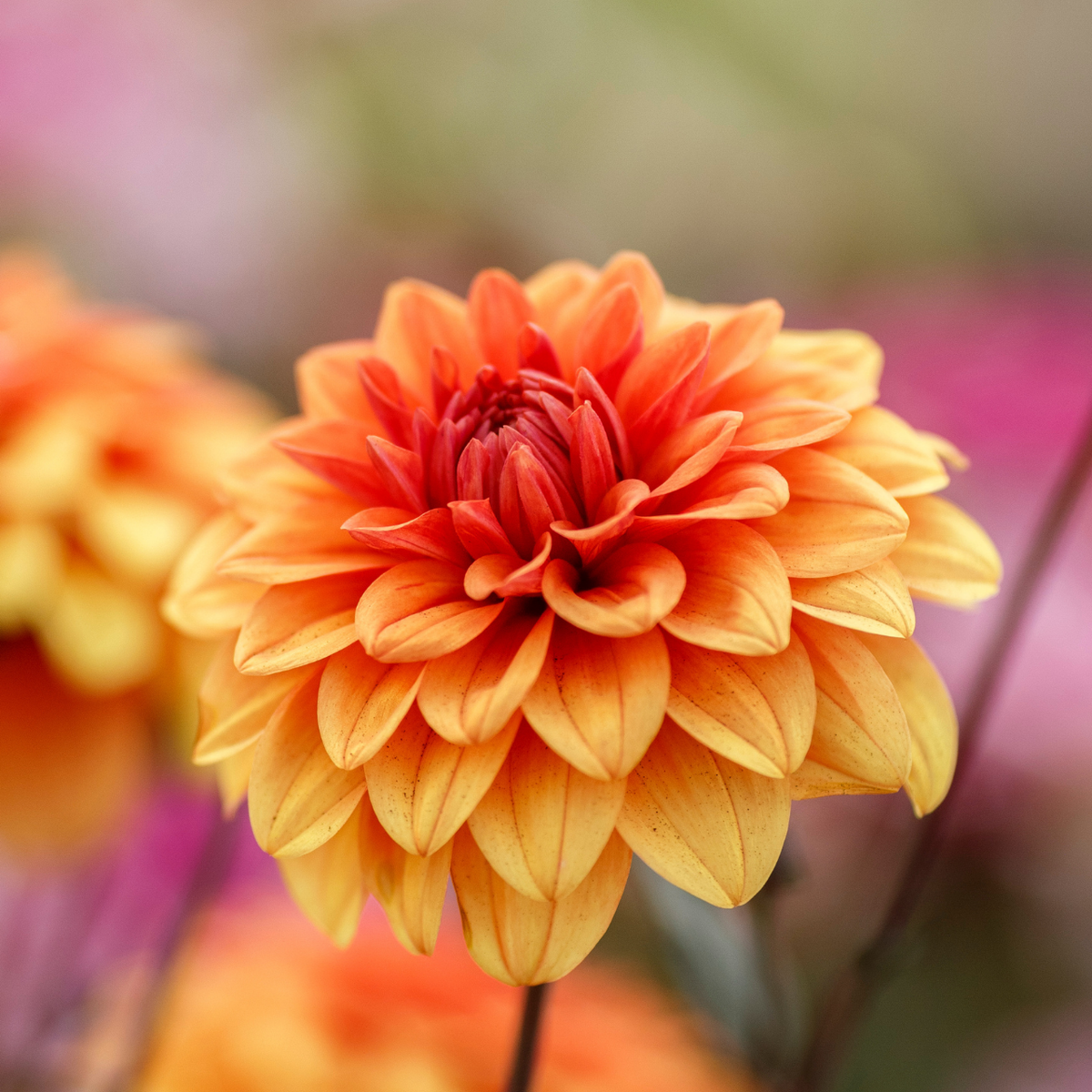 Dahlia Decorative David Howard - 2 tuber clumps - Longfield Gardens