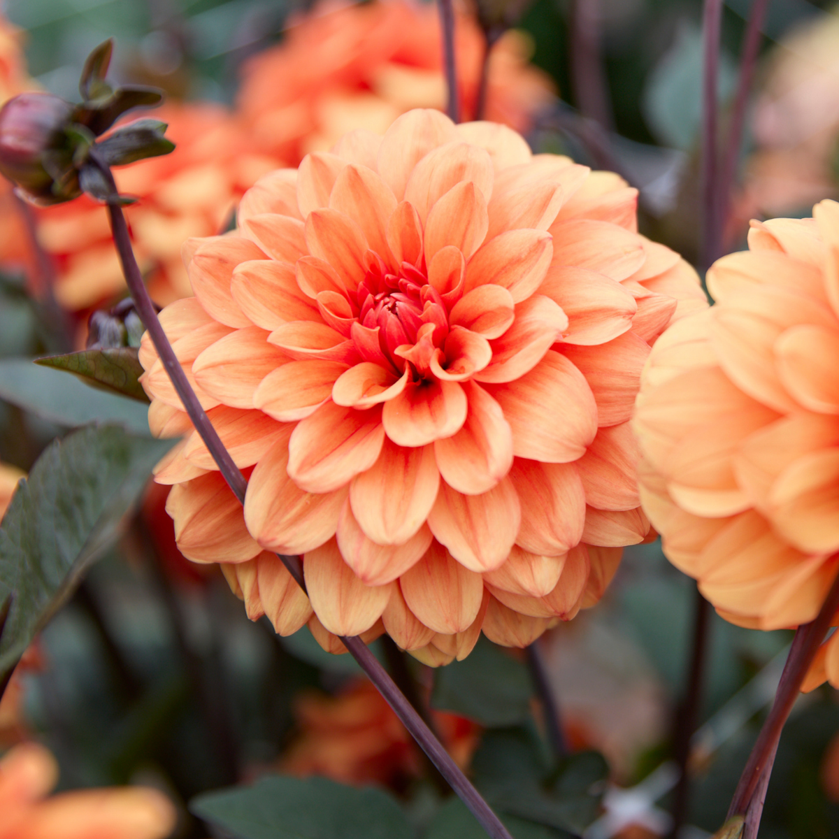 Dahlia Decorative David Howard - 2 tuber clumps - Longfield Gardens