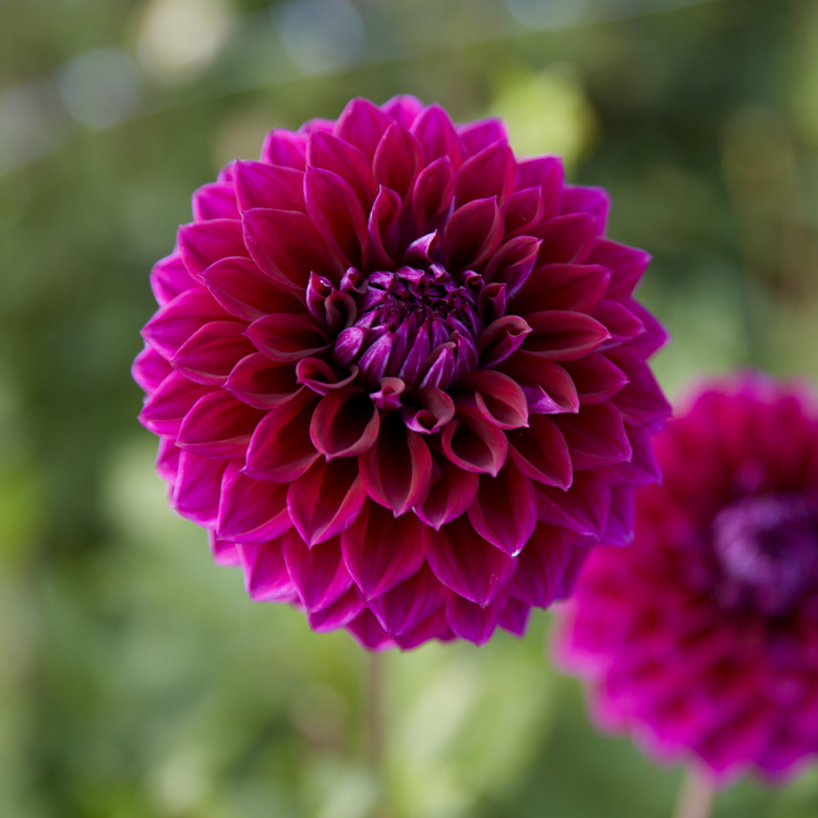 Dahlia Decorative Diva