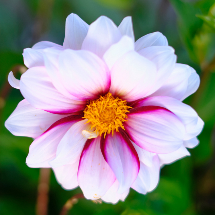 Dahlia Anemone Edge of Joy