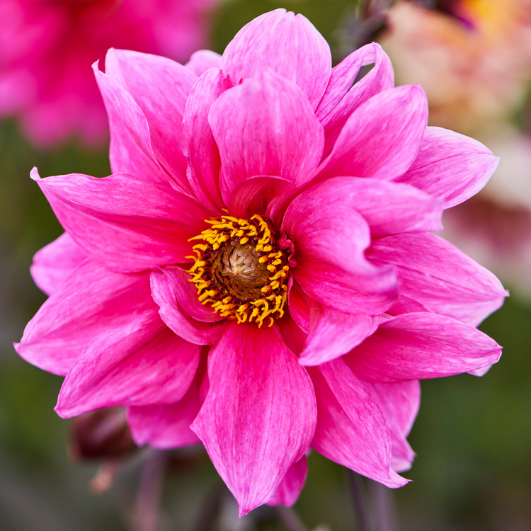 Dahlia Peony-Flowered Fascination