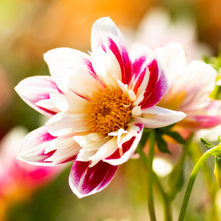 Dahlia Collarette Fashion Monger