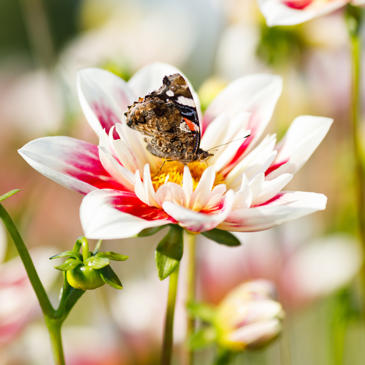 Dahlia Collarette Fashion Monger