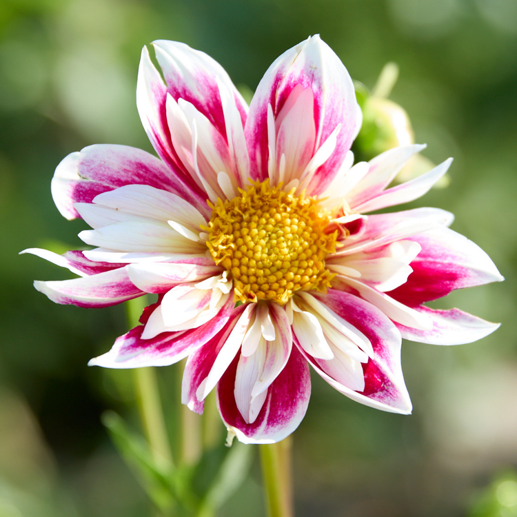 Dahlia Collarette Fashion Monger